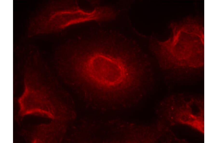 Immunofluorescence - NMDAR2B (Ab-1474) Antibody from Signalway Antibody (21158) - Antibodies.com