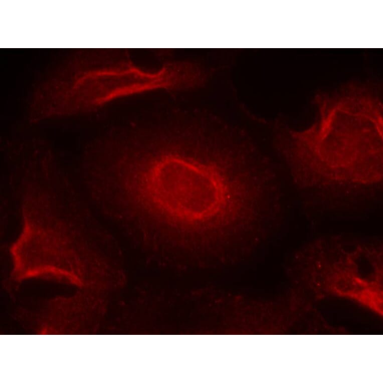 Immunofluorescence - NMDAR2B (Ab-1474) Antibody from Signalway Antibody (21158) - Antibodies.com