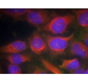 Immunofluorescence - NMDAR1 (Ab-897) Antibody from Signalway Antibody (21287) - Antibodies.com