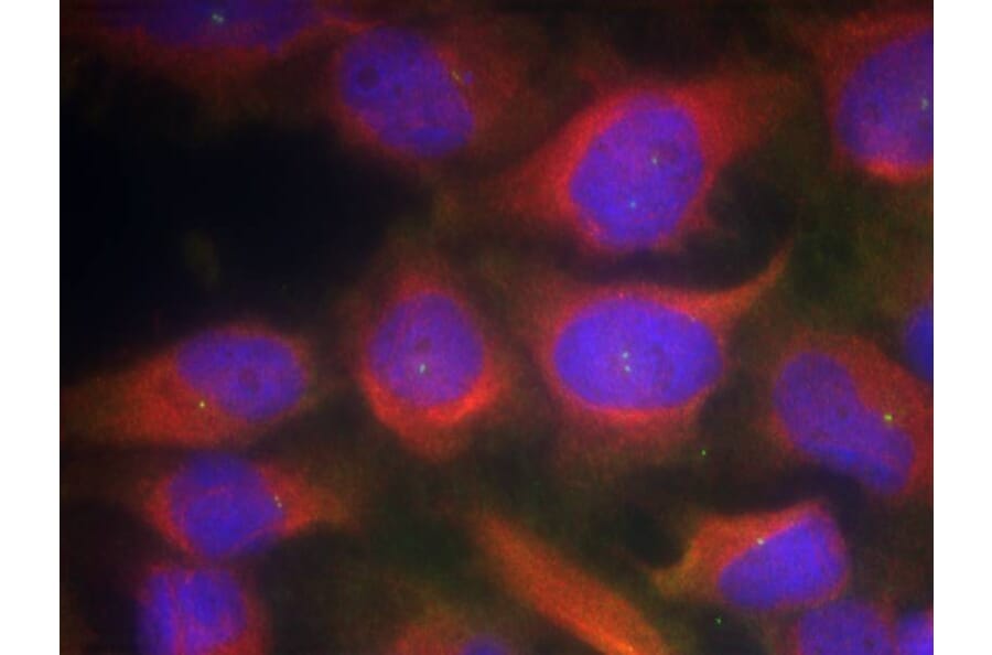 Immunofluorescence - NMDAR1 (Ab-897) Antibody from Signalway Antibody (21287) - Antibodies.com