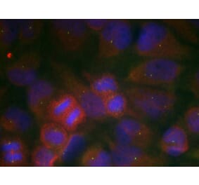 Immunofluorescence - GluR1 (Ab-863) Antibody from Signalway Antibody (21254) - Antibodies.com