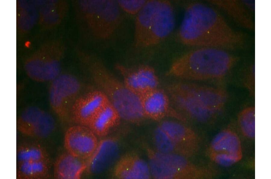 Immunofluorescence - GluR1 (Ab-863) Antibody from Signalway Antibody (21254) - Antibodies.com