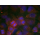 Immunofluorescence - GluR1 (Ab-863) Antibody from Signalway Antibody (21254) - Antibodies.com