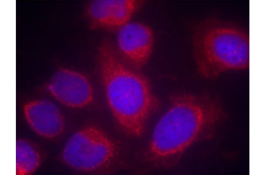 Immunofluorescence - CPI17a (Ab-38) Antibody from Signalway Antibody (21281) - Antibodies.com