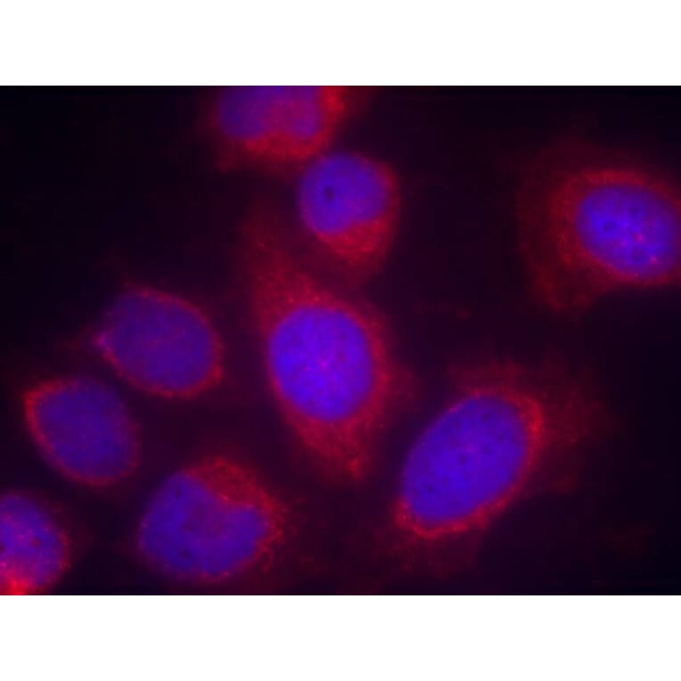 Immunofluorescence - CPI17a (Ab-38) Antibody from Signalway Antibody (21281) - Antibodies.com