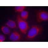Immunofluorescence - CPI17a (Ab-38) Antibody from Signalway Antibody (21281) - Antibodies.com