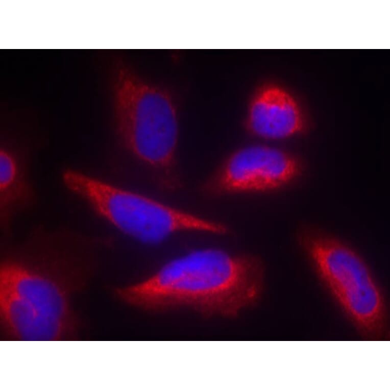 Immunofluorescence - eNOS (Ab-495) Antibody from Signalway Antibody (21235) - Antibodies.com