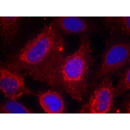 Immunofluorescence - TrkA (Ab-791) Antibody from Signalway Antibody (21326) - Antibodies.com