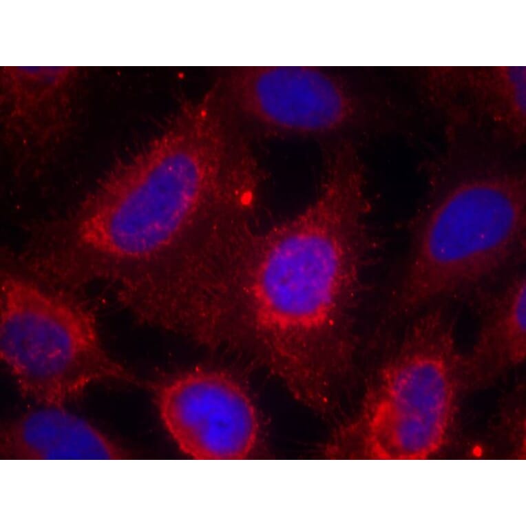Immunofluorescence - TrkA (Ab-791) Antibody from Signalway Antibody (21326) - Antibodies.com