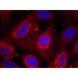 Immunofluorescence - TrkA (Ab-791) Antibody from Signalway Antibody (21326) - Antibodies.com