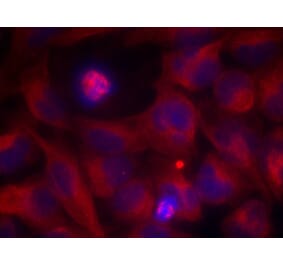 Immunofluorescence - Rel (Ab-503) Antibody from Signalway Antibody (21020) - Antibodies.com