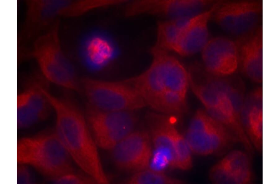Immunofluorescence - Rel (Ab-503) Antibody from Signalway Antibody (21020) - Antibodies.com