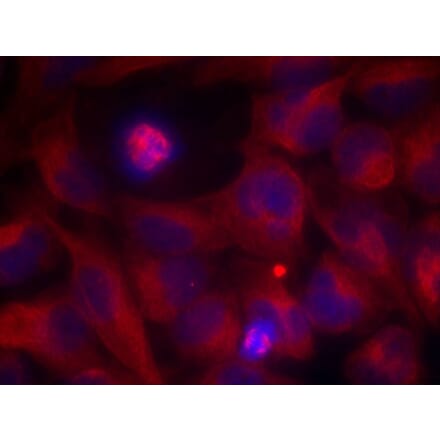 Immunofluorescence - Rel (Ab-503) Antibody from Signalway Antibody (21020) - Antibodies.com