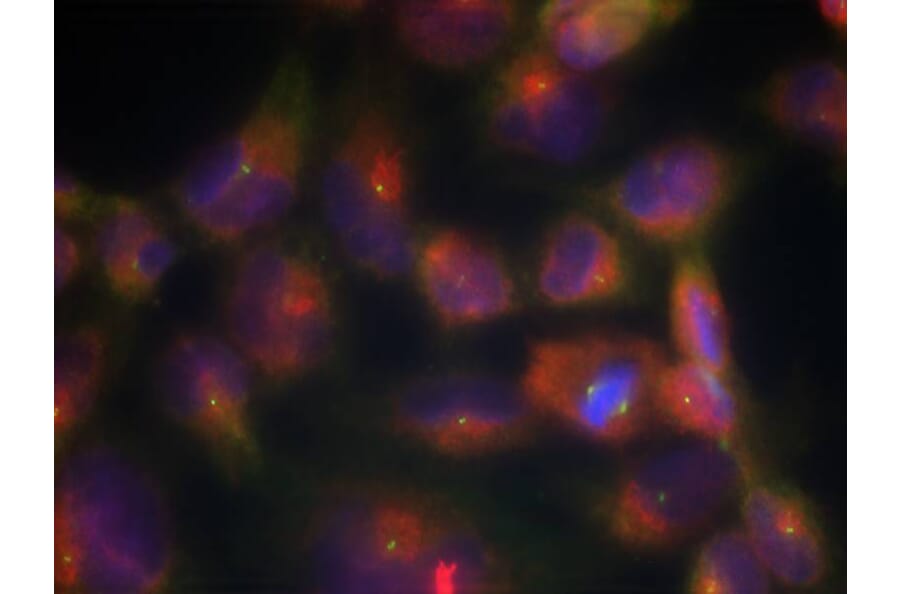Immunofluorescence - Tau (Ab-356) Antibody from Signalway Antibody (21092) - Antibodies.com