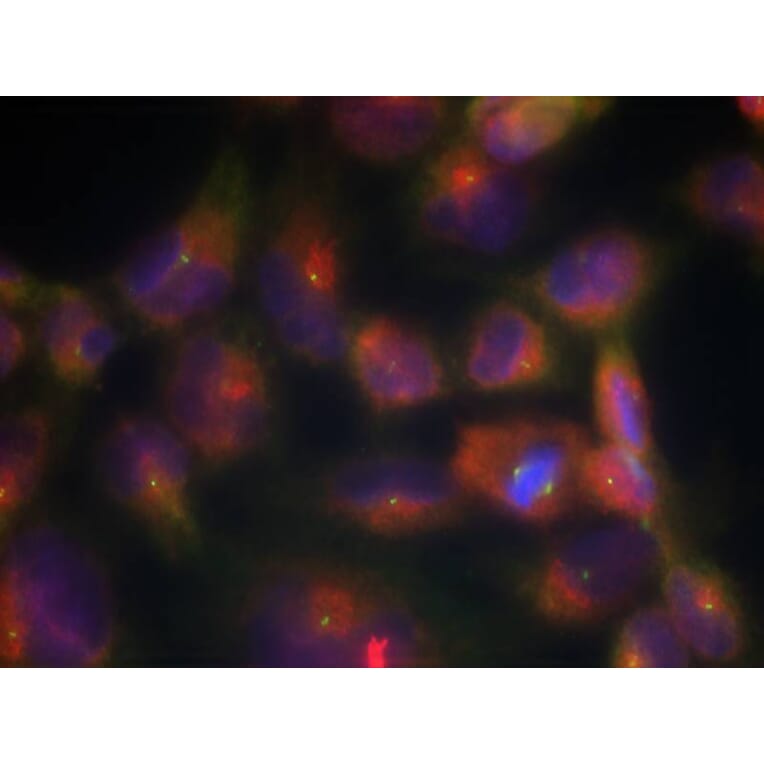 Immunofluorescence - Tau (Ab-356) Antibody from Signalway Antibody (21092) - Antibodies.com