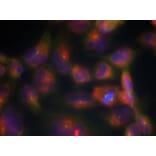 Immunofluorescence - Tau (Ab-356) Antibody from Signalway Antibody (21092) - Antibodies.com