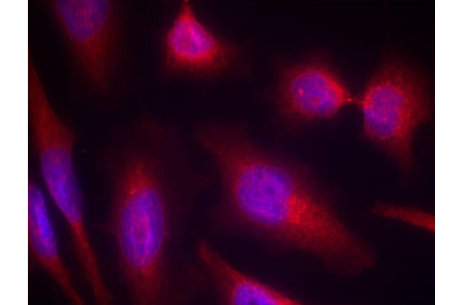 Immunofluorescence - Tau (Ab-214) Antibody from Signalway Antibody (21098) - Antibodies.com