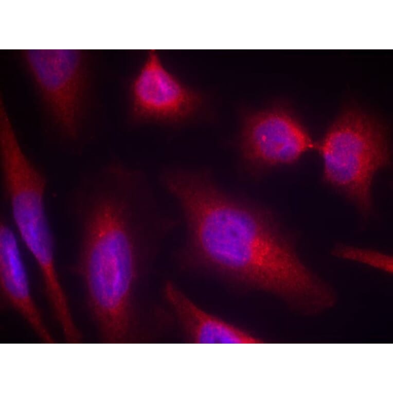 Immunofluorescence - Tau (Ab-214) Antibody from Signalway Antibody (21098) - Antibodies.com