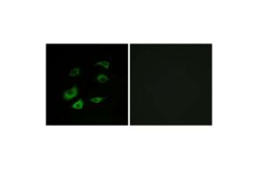 Immunofluorescence - Cyclosome 1 Antibody from Signalway Antibody (34257) - Antibodies.com