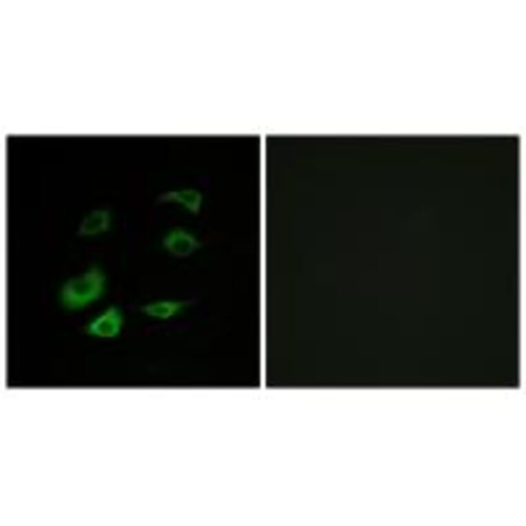 Immunofluorescence - Cyclosome 1 Antibody from Signalway Antibody (34257) - Antibodies.com