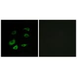 Immunofluorescence - Cyclosome 1 Antibody from Signalway Antibody (34257) - Antibodies.com