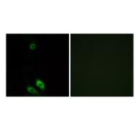 Immunofluorescence - AKR1CL1 Antibody from Signalway Antibody (34401) - Antibodies.com