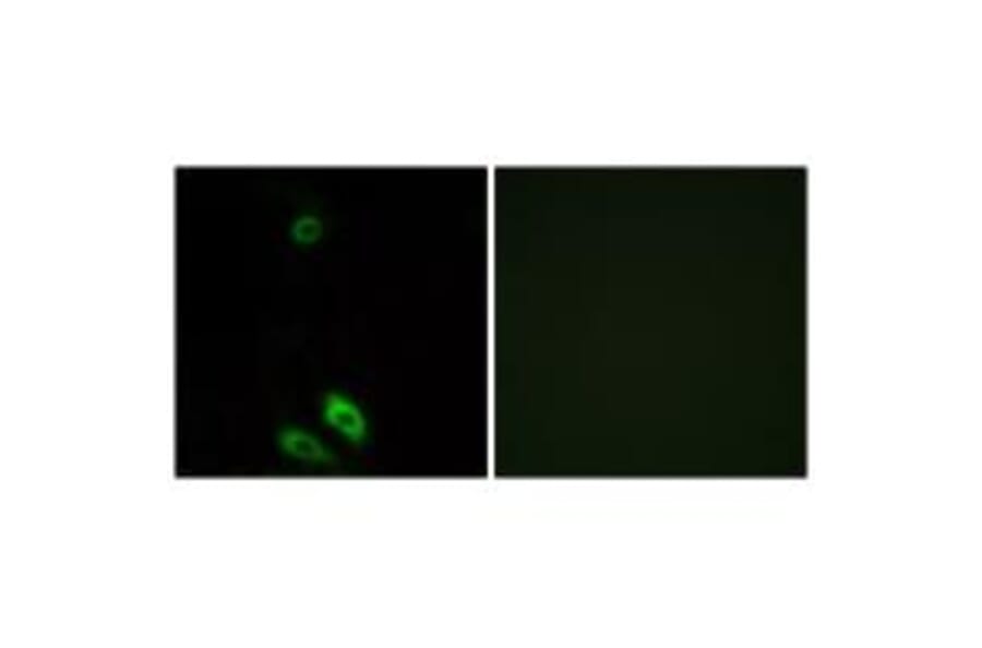 Immunofluorescence - AKR1CL1 Antibody from Signalway Antibody (34401) - Antibodies.com