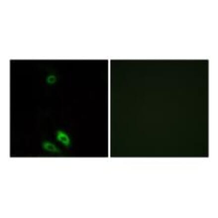 Immunofluorescence - AKR1CL1 Antibody from Signalway Antibody (34401) - Antibodies.com