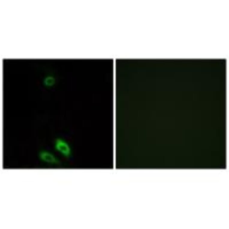 Immunofluorescence - AKR1CL1 Antibody from Signalway Antibody (34401) - Antibodies.com