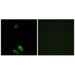 Immunofluorescence - AKR1CL1 Antibody from Signalway Antibody (34401) - Antibodies.com