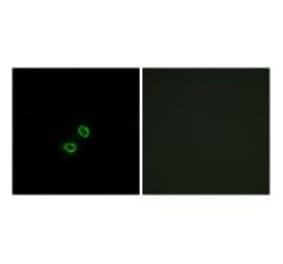 Immunofluorescence - KIR2DL5B Antibody from Signalway Antibody (34752) - Antibodies.com