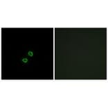 Immunofluorescence - KIR2DL5B Antibody from Signalway Antibody (34752) - Antibodies.com
