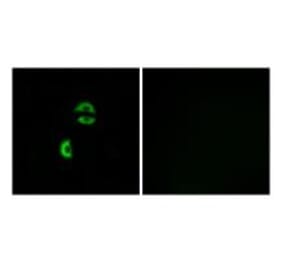 Immunofluorescence - LDLRAD3 Antibody from Signalway Antibody (34765) - Antibodies.com