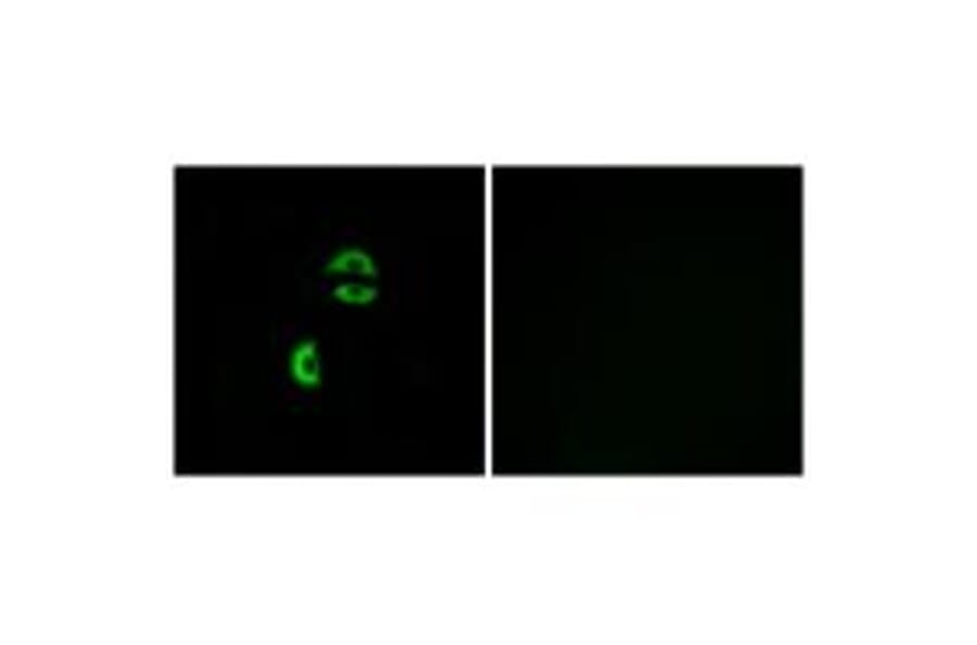 Immunofluorescence - LDLRAD3 Antibody from Signalway Antibody (34765) - Antibodies.com