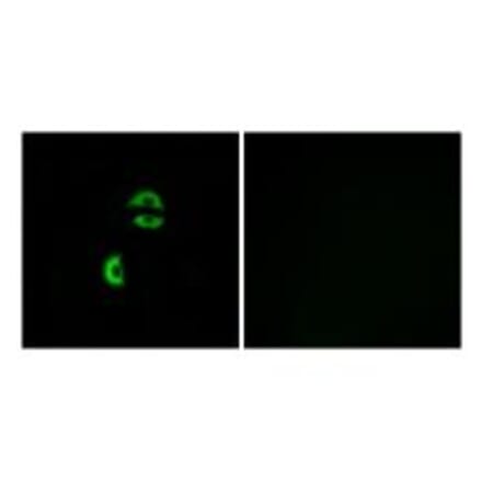 Immunofluorescence - LDLRAD3 Antibody from Signalway Antibody (34765) - Antibodies.com