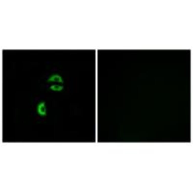 Immunofluorescence - LDLRAD3 Antibody from Signalway Antibody (34765) - Antibodies.com