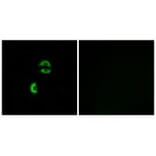 Immunofluorescence - LDLRAD3 Antibody from Signalway Antibody (34765) - Antibodies.com