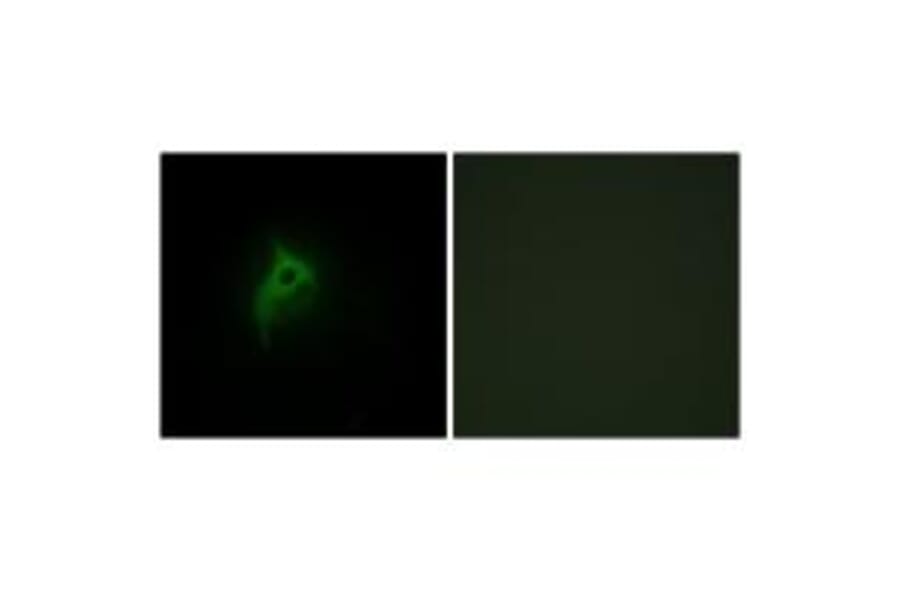 Immunofluorescence - Adrenergic Receptor alpha-2B Antibody from Signalway Antibody (33700) - Antibodies.com