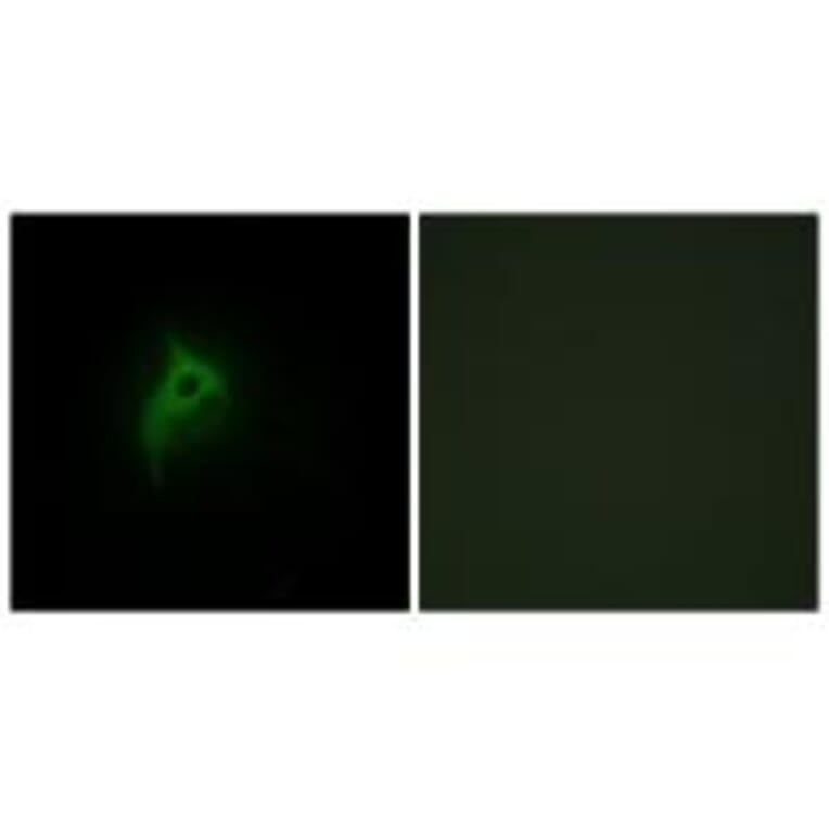 Immunofluorescence - Adrenergic Receptor alpha-2B Antibody from Signalway Antibody (33700) - Antibodies.com