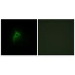 Immunofluorescence - Adrenergic Receptor alpha-2B Antibody from Signalway Antibody (33700) - Antibodies.com