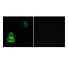 Immunofluorescence - CELSR1 Antibody from Signalway Antibody (34197) - Antibodies.com