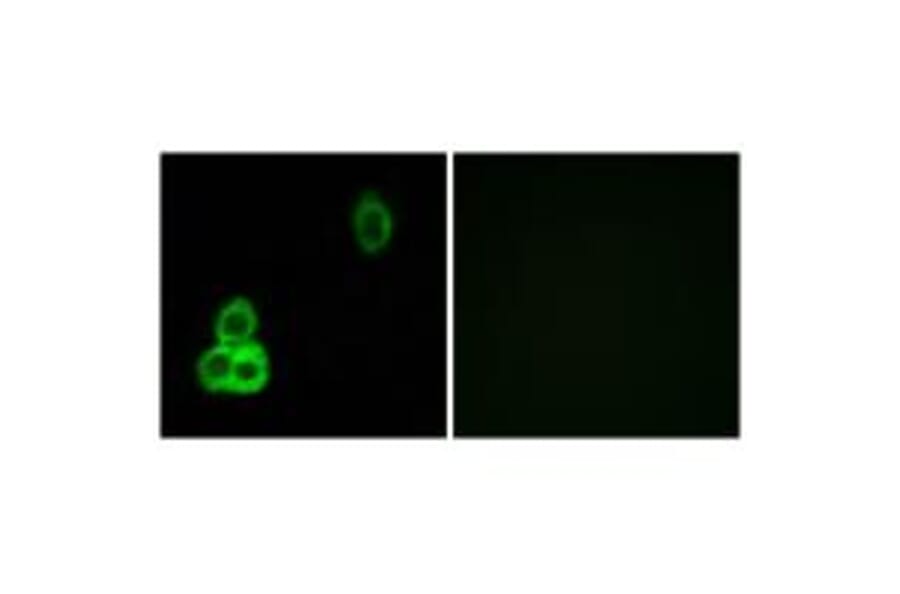 Immunofluorescence - CELSR1 Antibody from Signalway Antibody (34197) - Antibodies.com