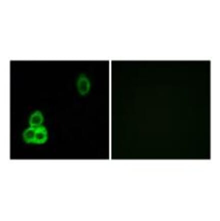 Immunofluorescence - CELSR1 Antibody from Signalway Antibody (34197) - Antibodies.com