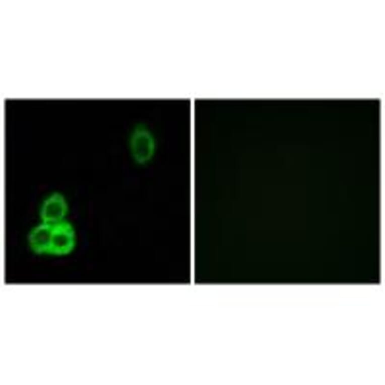 Immunofluorescence - CELSR1 Antibody from Signalway Antibody (34197) - Antibodies.com