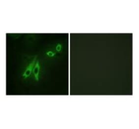 Immunofluorescence - AKAP3 Antibody from Signalway Antibody (33621) - Antibodies.com