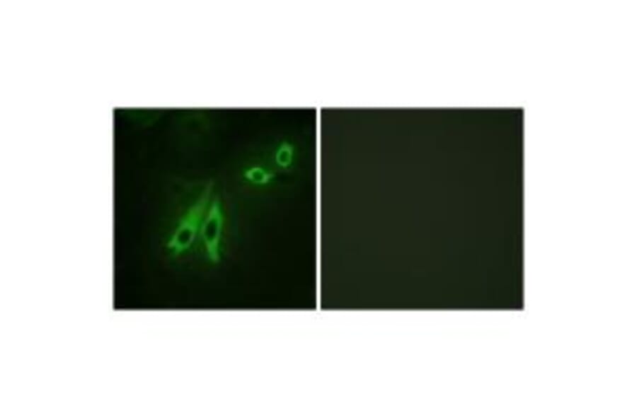 Immunofluorescence - AKAP3 Antibody from Signalway Antibody (33621) - Antibodies.com