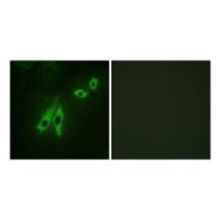 Immunofluorescence - AKAP3 Antibody from Signalway Antibody (33621) - Antibodies.com