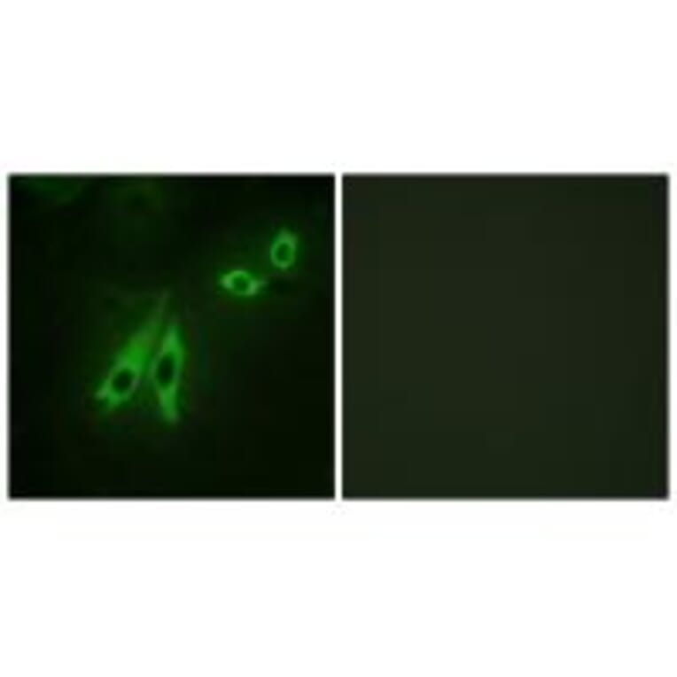 Immunofluorescence - AKAP3 Antibody from Signalway Antibody (33621) - Antibodies.com