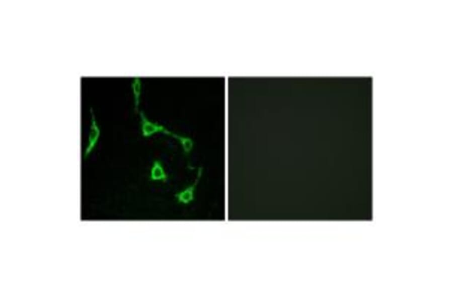 Immunofluorescence - CDH10 Antibody from Signalway Antibody (34174) - Antibodies.com