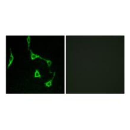 Immunofluorescence - CDH10 Antibody from Signalway Antibody (34174) - Antibodies.com